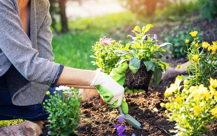 Cây cối biết 'ghi nhớ' lúc thừa và thiếu nước để sinh tồn - Ảnh 3.